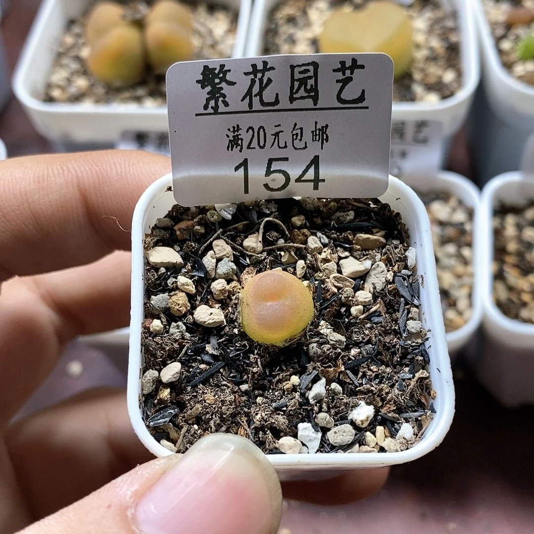 山*151、拉登、带盆土发货