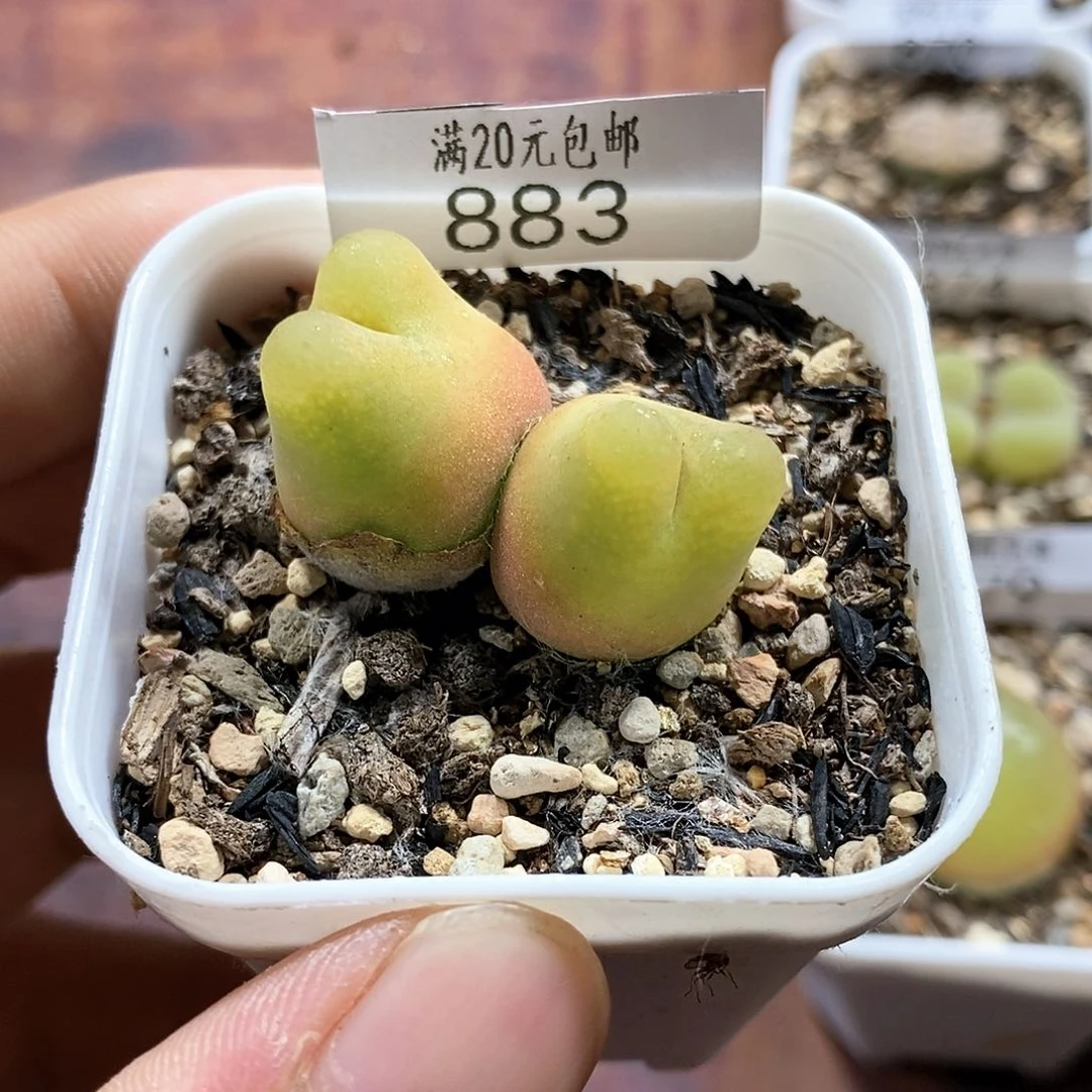 883、绒面毛、带盆土发货