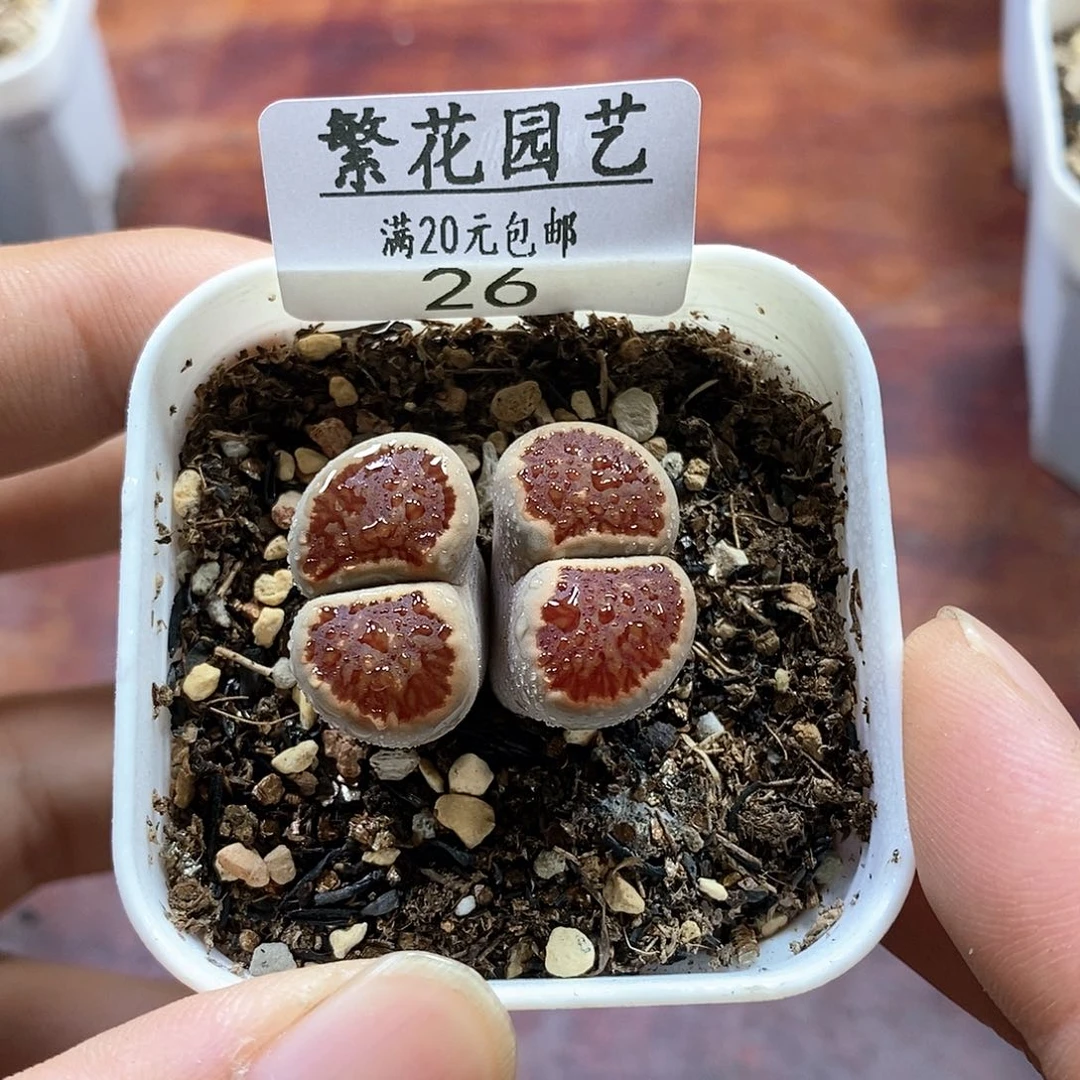 26、6年母本菊、带盆土发货