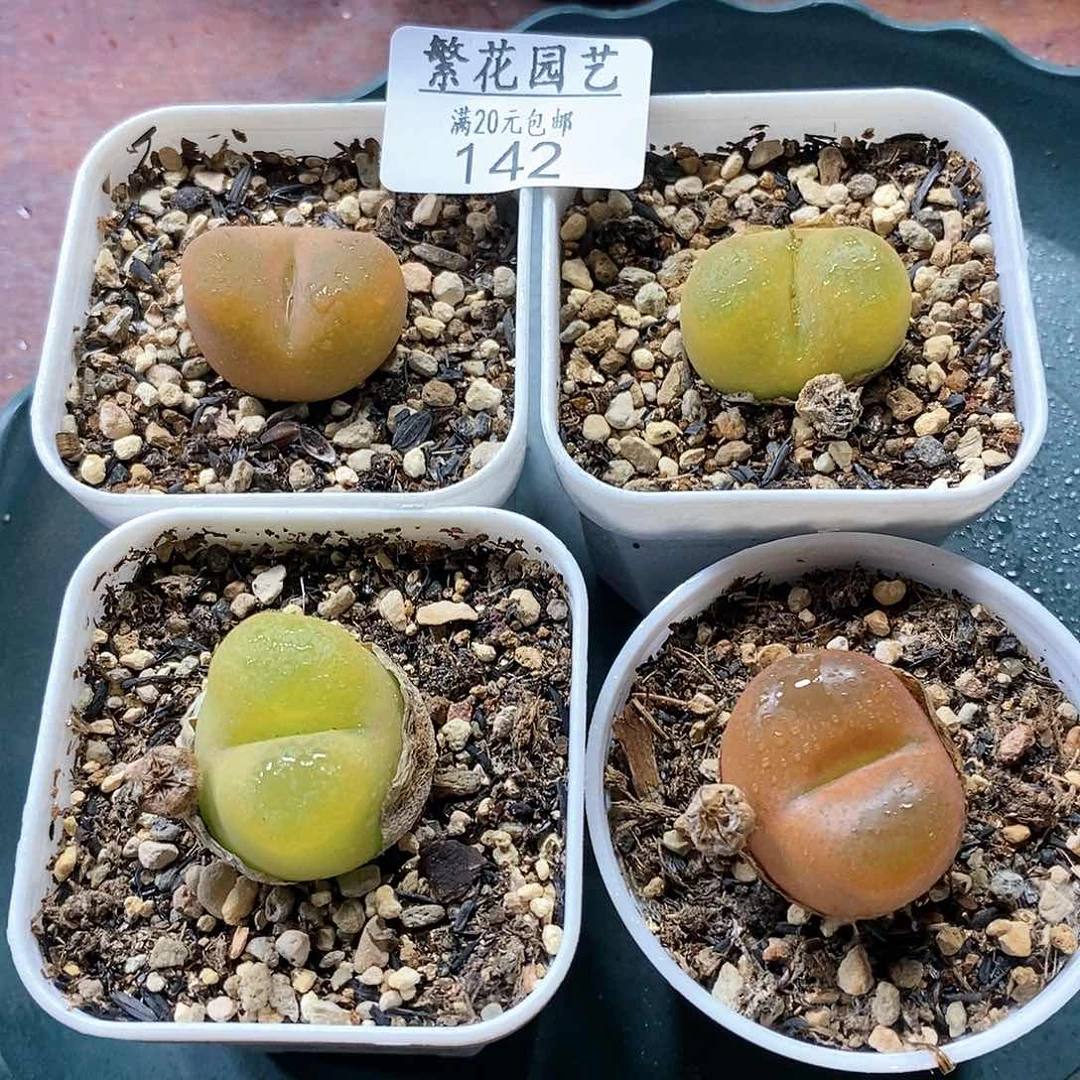 142、绒面毛4颗、带盆土发货