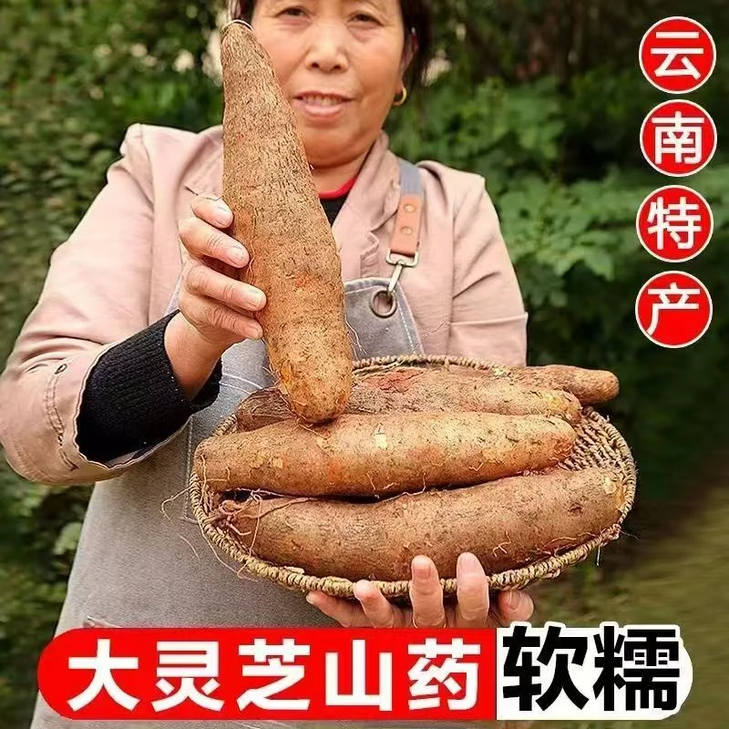 【新鲜现挖】正宗云南高山灵芝山药甜糯非铁杆山药秤砣山药