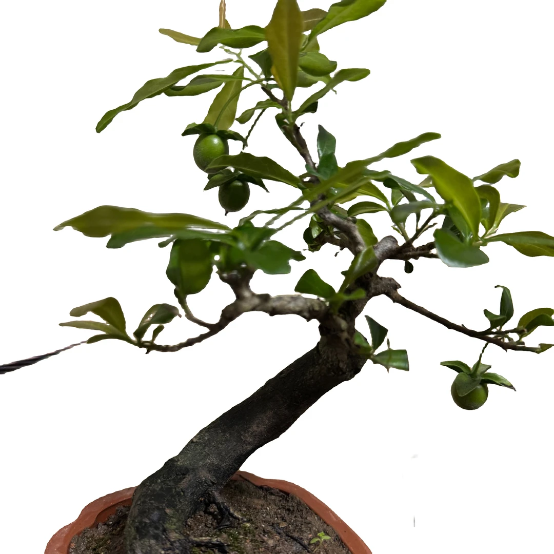 金弹子瓶兰花盆景素材（一物一拍）