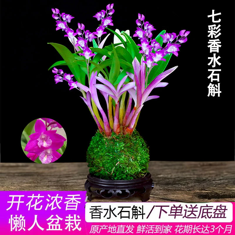 七彩新品香水石斛四季花苞绿植水培开花浓香室内桌面花卉盆栽石胡