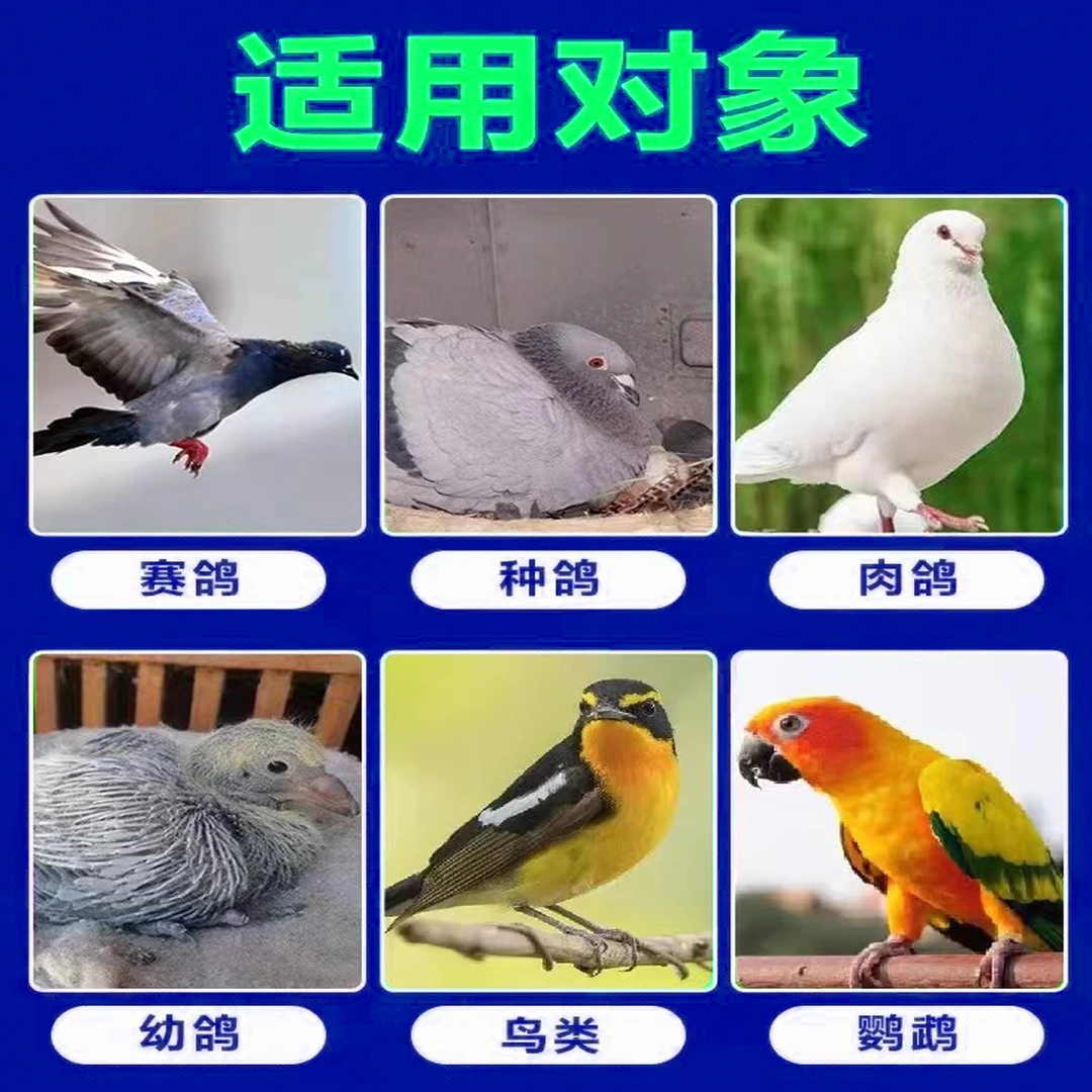白鸽子搏冠健鸽鸽易健 ak kaptar ge yi jian【新疆包邮】
