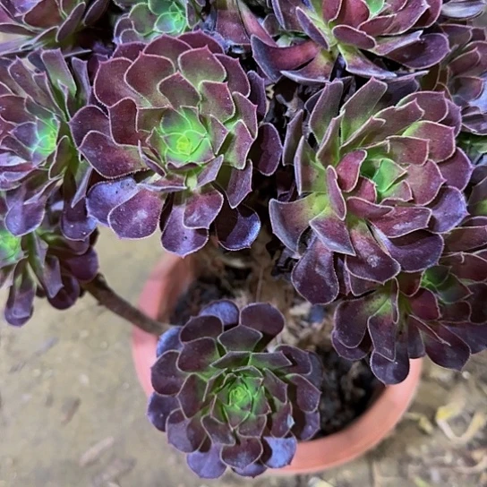 86 加急发货，满15包邮