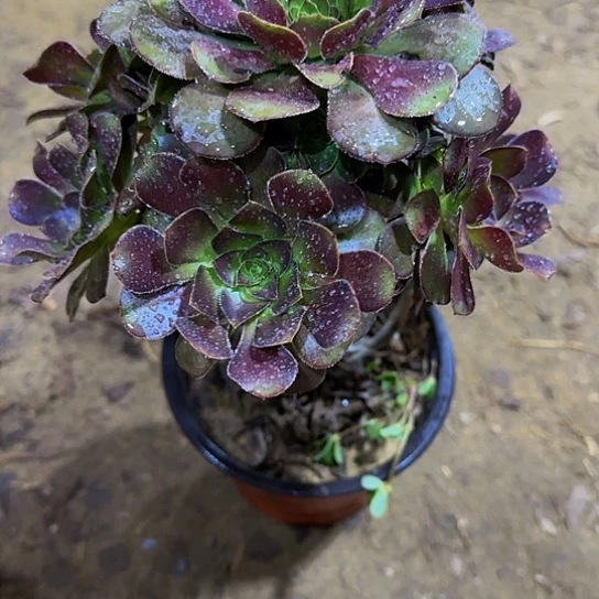 灰原叶一颗10.9加急发