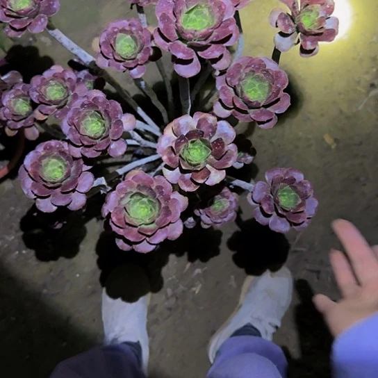 47加急发明天早上八点