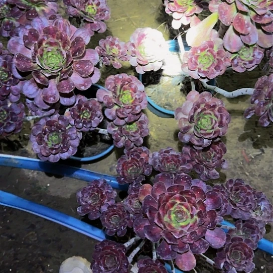 加急发货，满15包邮123