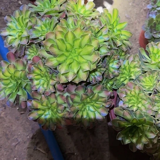 108 加急发货，满15包邮