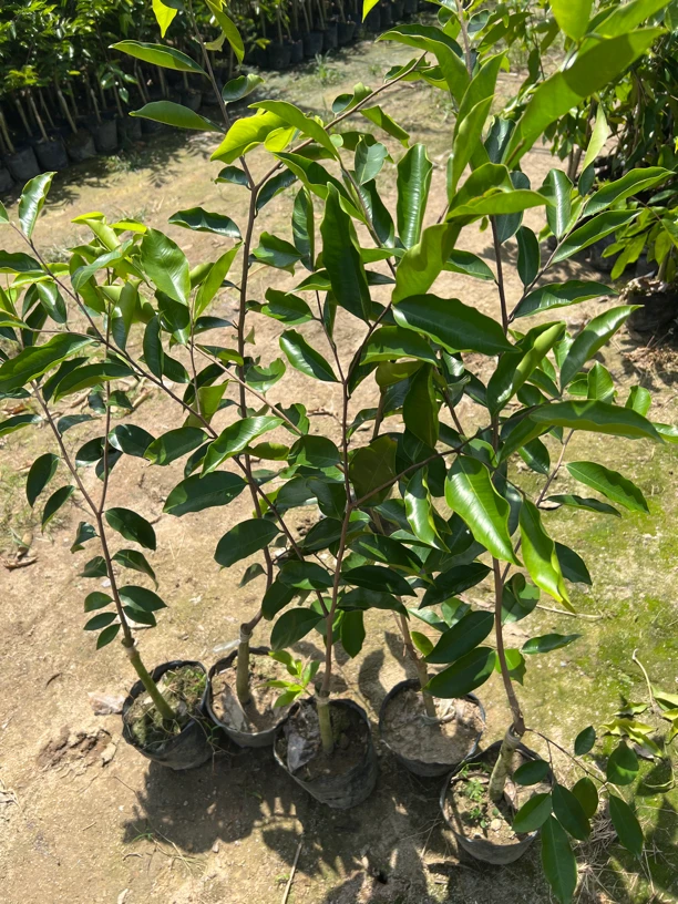 奇楠小苗苗盆栽 西瓜叶。子琪，凹身，金沙叶，糖结，黑琪，九份，树心油