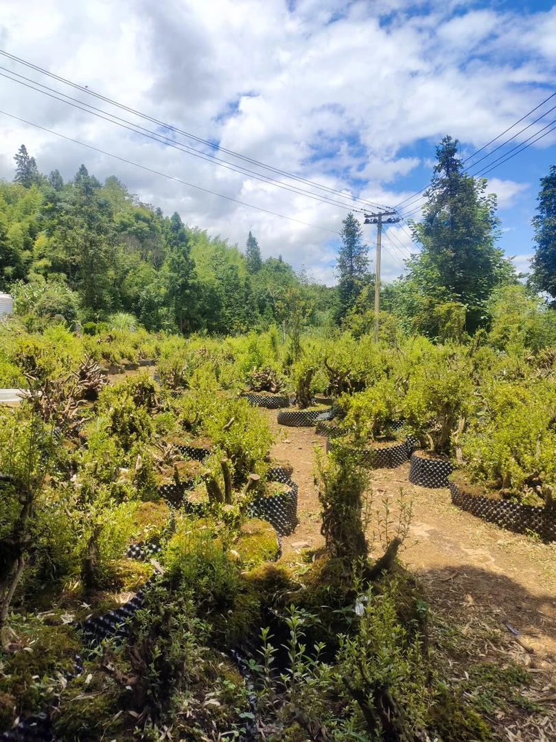 映山红，清香木黄杨等链接