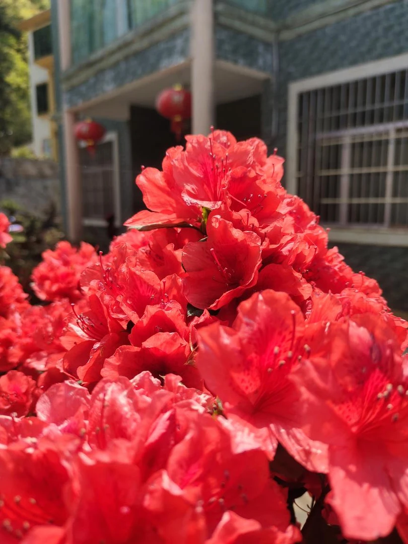 映山红，黄杨海棠，清香木等付米链接盆栽丽格海棠带花苞