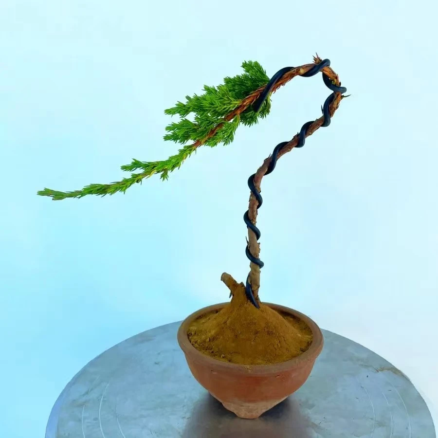 迎客松真树盆景室内外松柏地柏文人造型盆景办公室庭院景观盆景