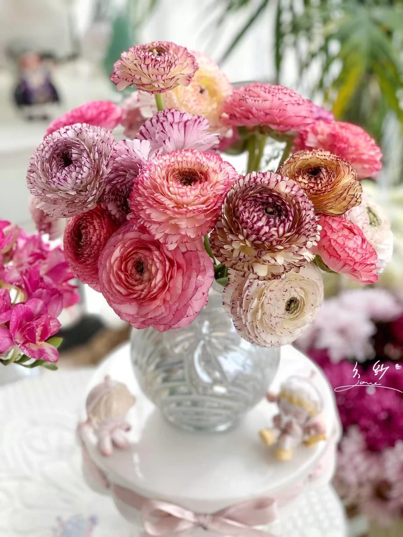 婵之语   花边洋牡丹