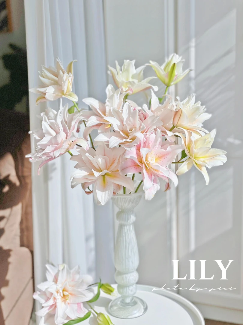 婵之语优选 米奇娜重瓣百合