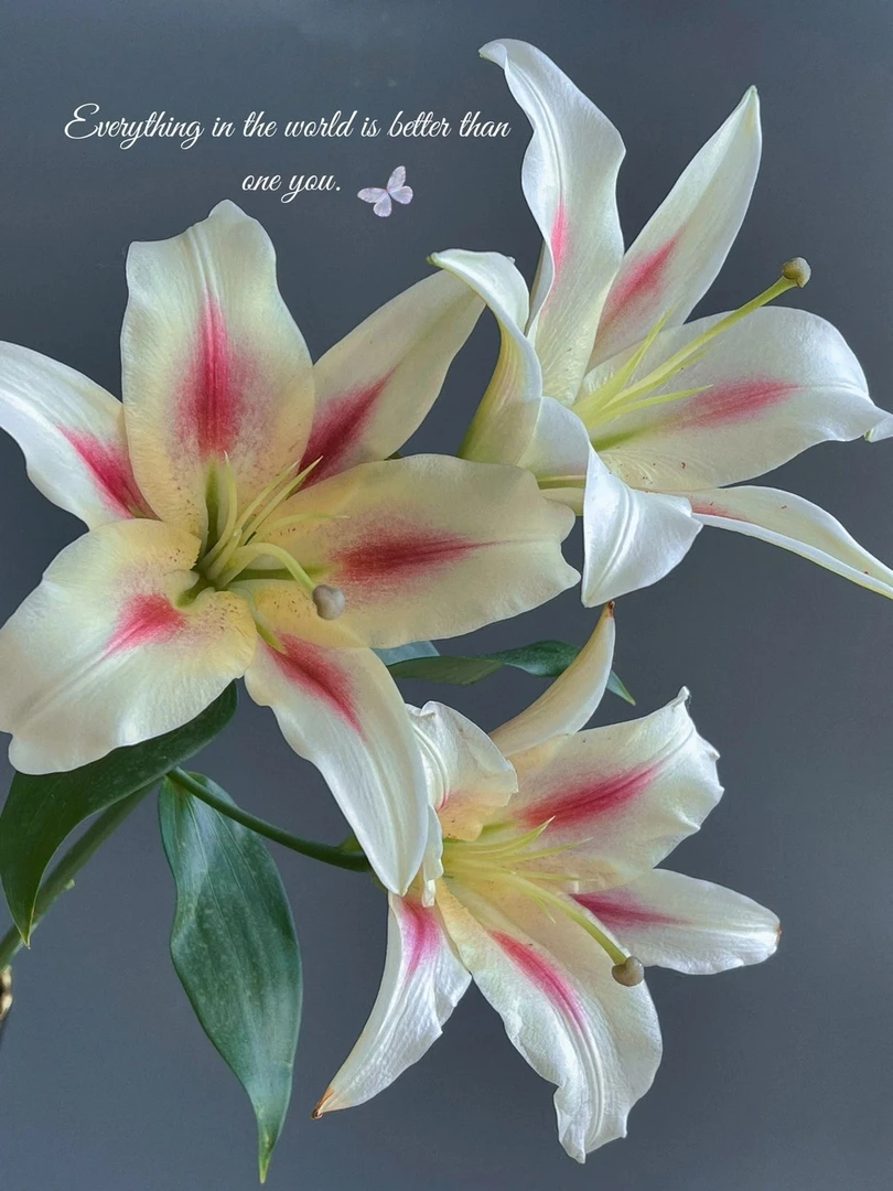 婵之语花咖小仙女浓香型香水百合2头 鲜切花