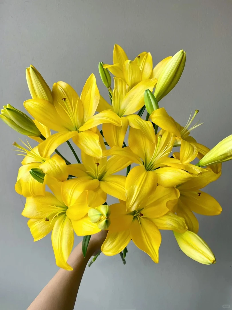 婵之语花咖优选黄钻百合 稀有小众鲜花