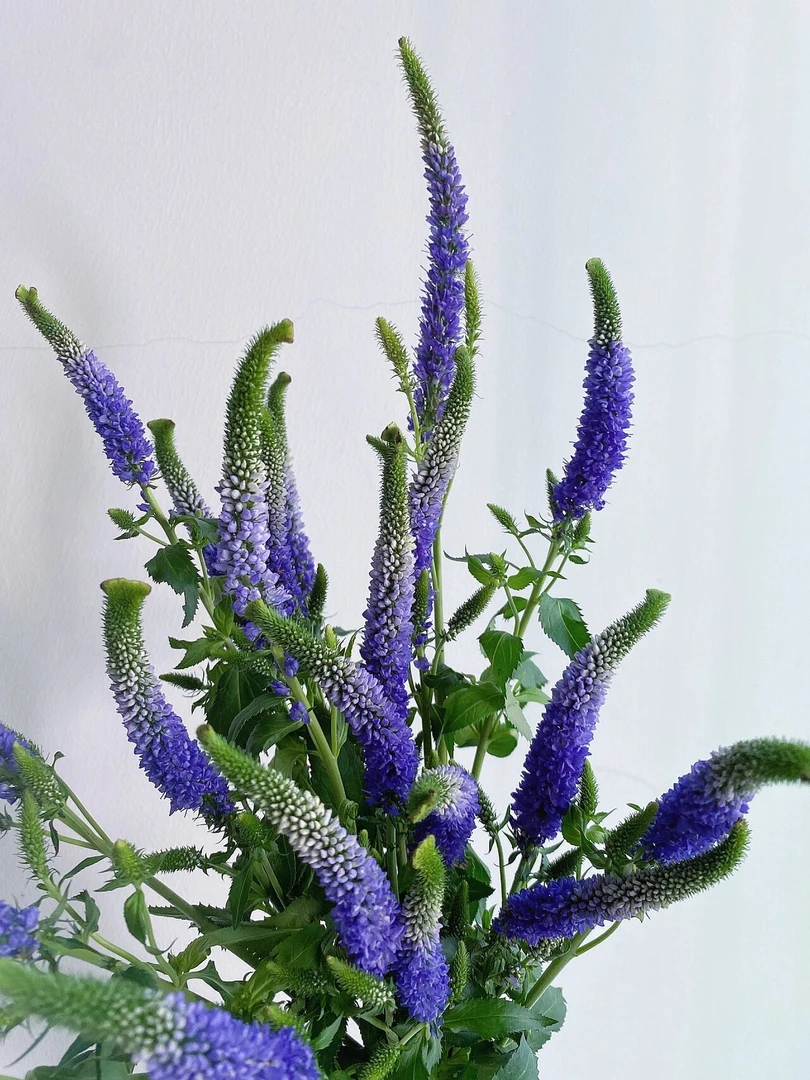 婵之语优选紫色鼠尾鲜切花