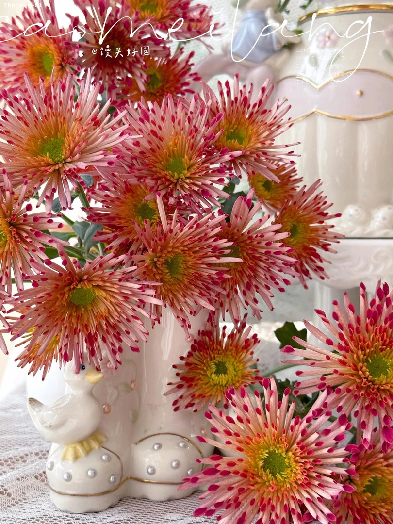 婵之语优选草莓糖小菊鲜切花