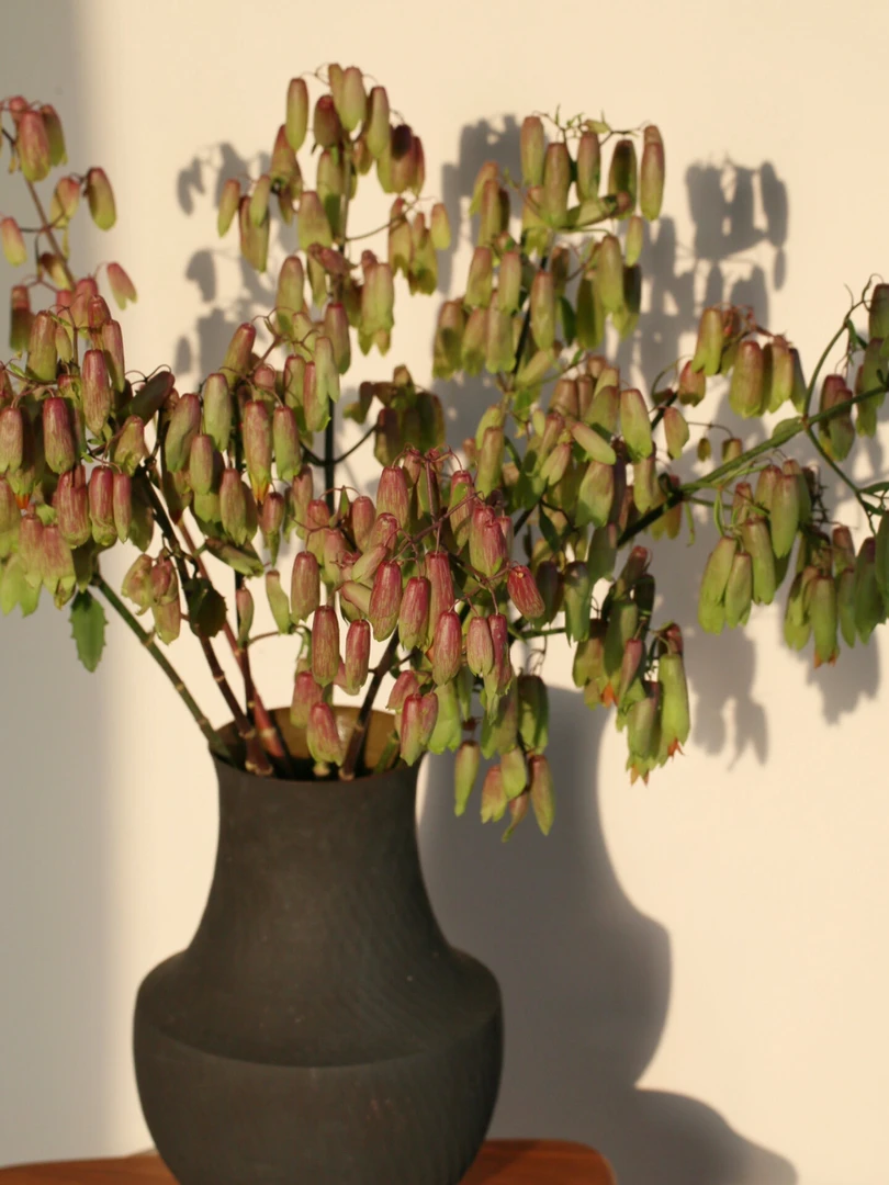 婵之语优选天灯花