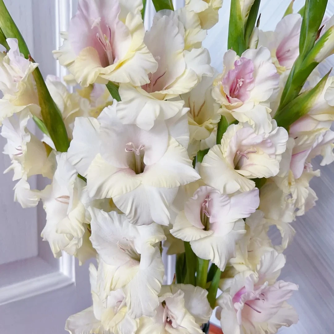 超长待机小众剑兰阿莫公主步步高升节节高鲜切花