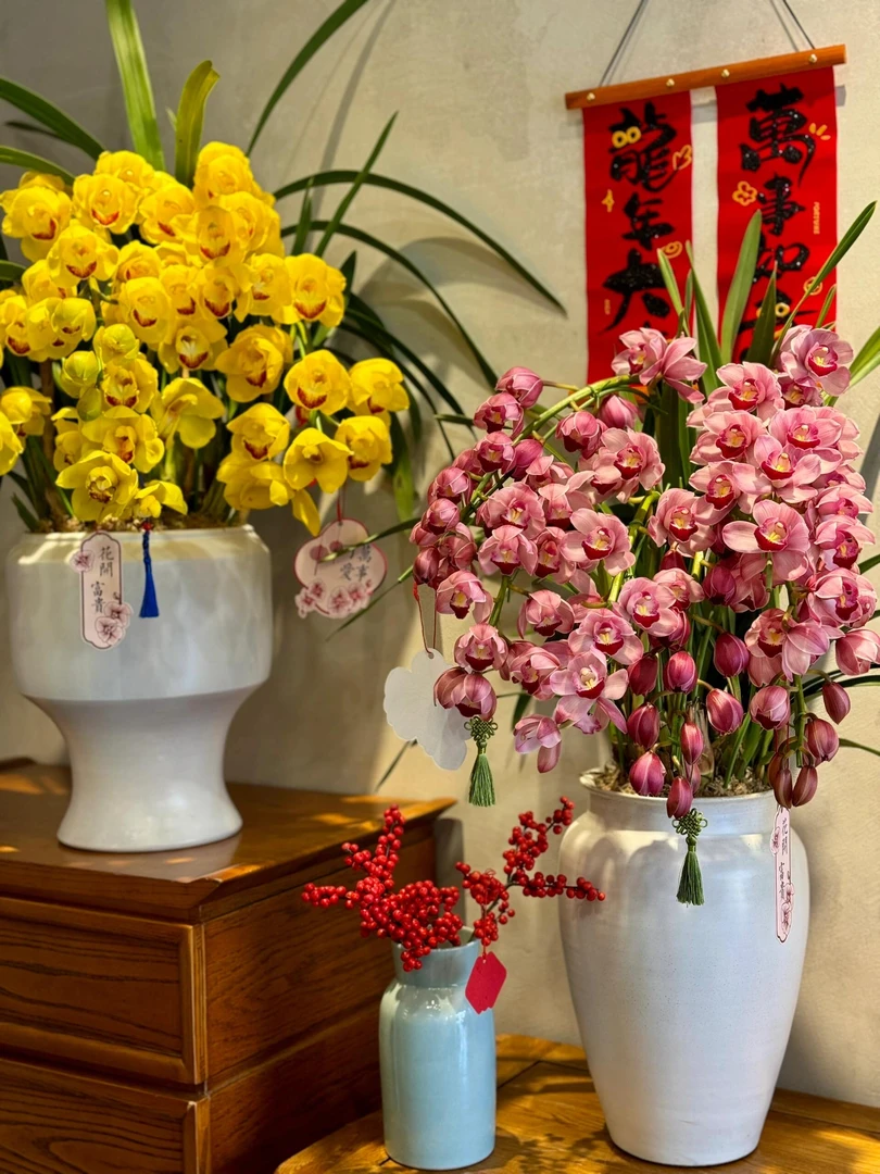 婵之语优选  梦境  875拱兰大花蕙兰  蕙兰盆栽 年宵氛围感盆栽