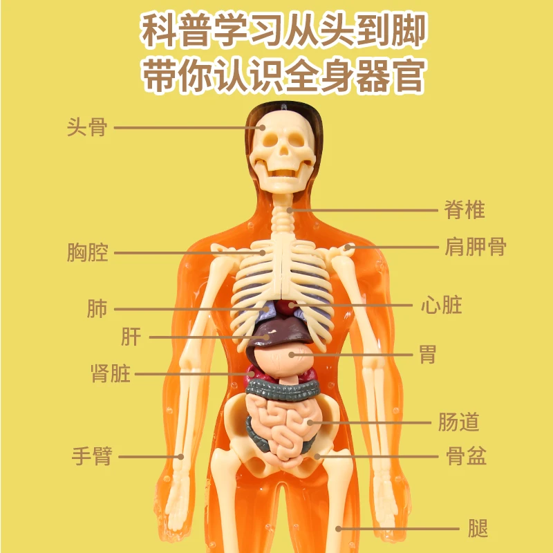 人体器官骨骼模型可拼装内脏骨架医学解刨3D立体儿童玩具