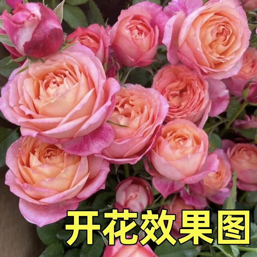 MC【大花美人】+【紫美人】大花浓香 花期长