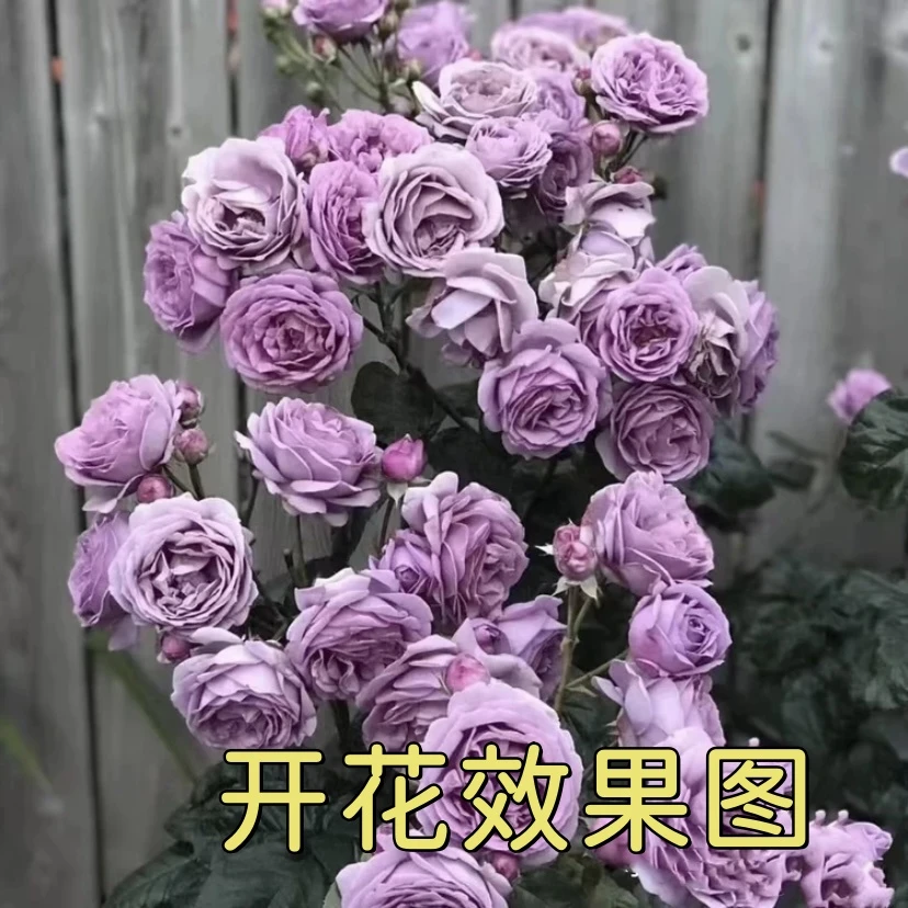 MC【蓝色风暴】花苞发货月季花苗四季开花浓香庭院阳台
