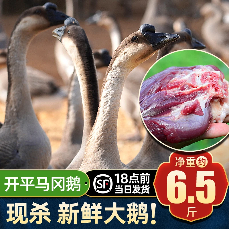 生鲜鹅整只6.5斤带内脏 开平马冈鹅 光鹅新鲜现杀鹅肉 顺丰冷链