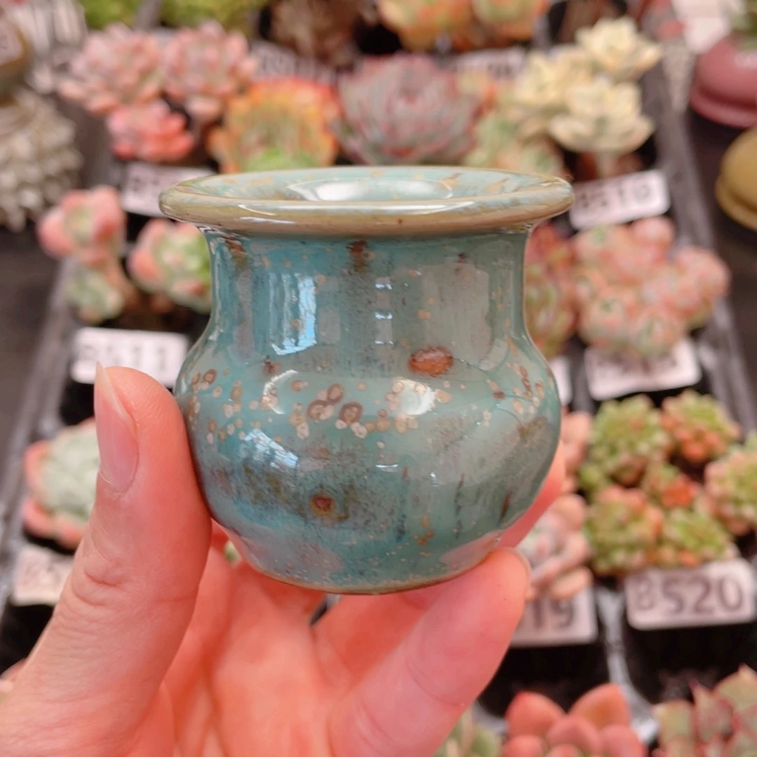 红陶20CM（含）-50CM（不含）