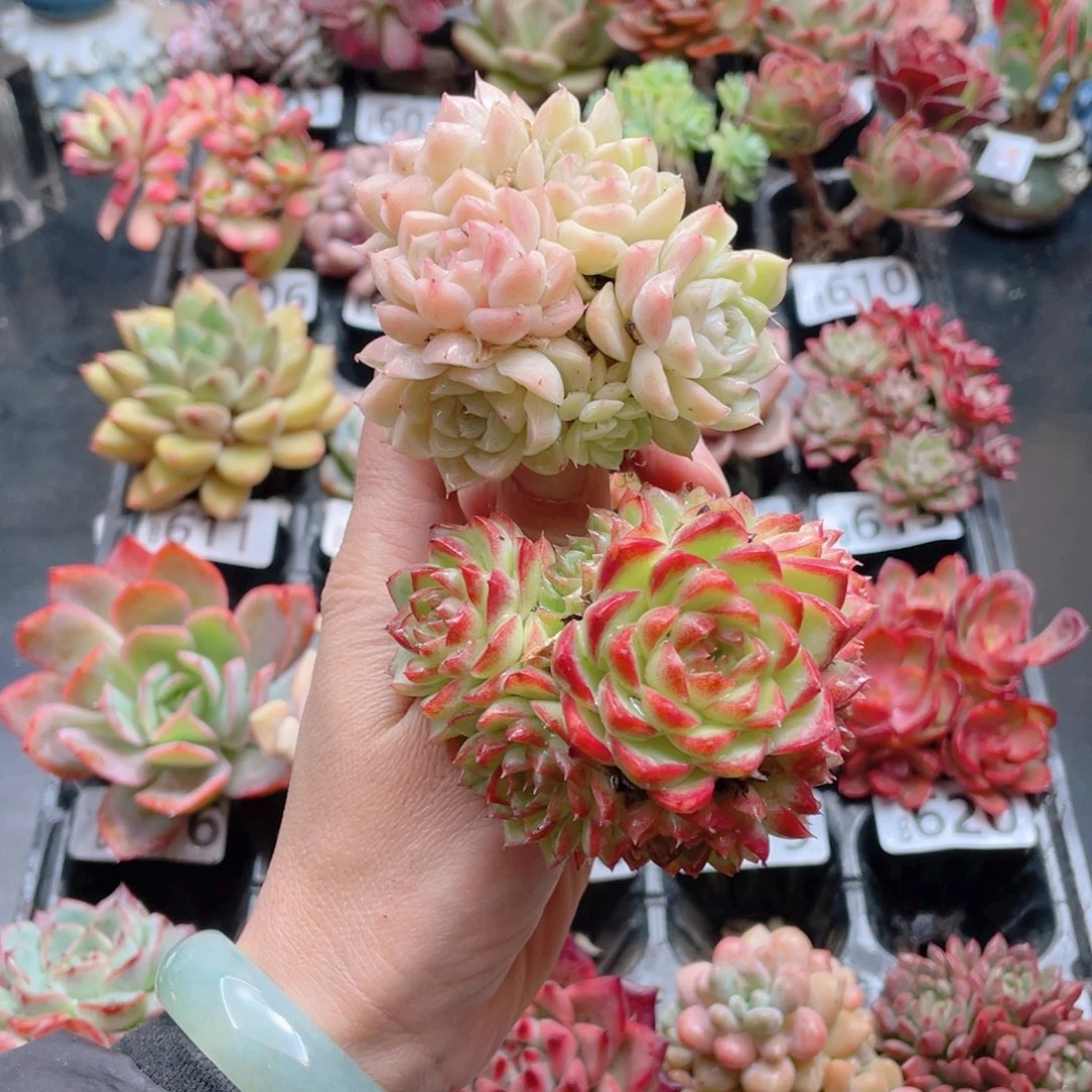 小**?花器花器和我花器