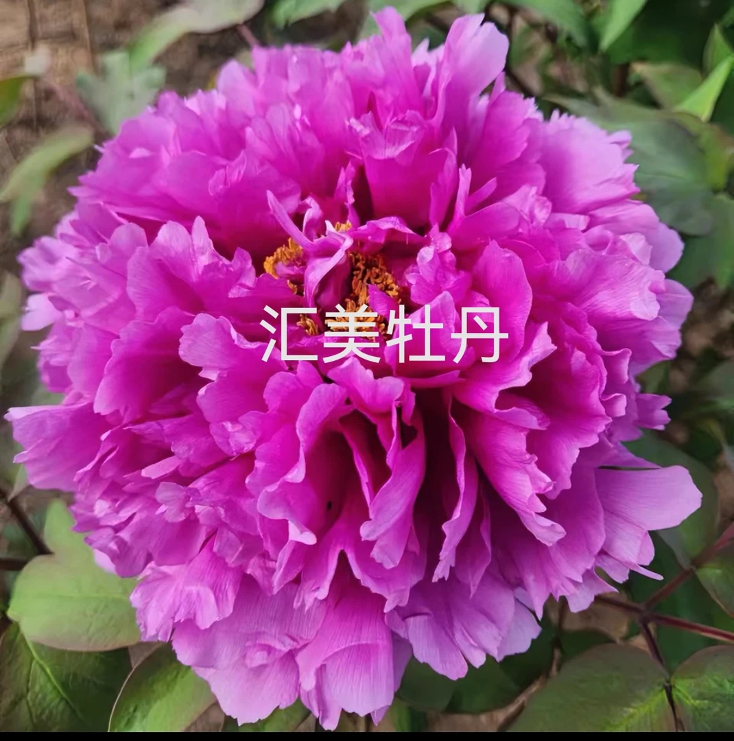 牡丹品种(层中笑)