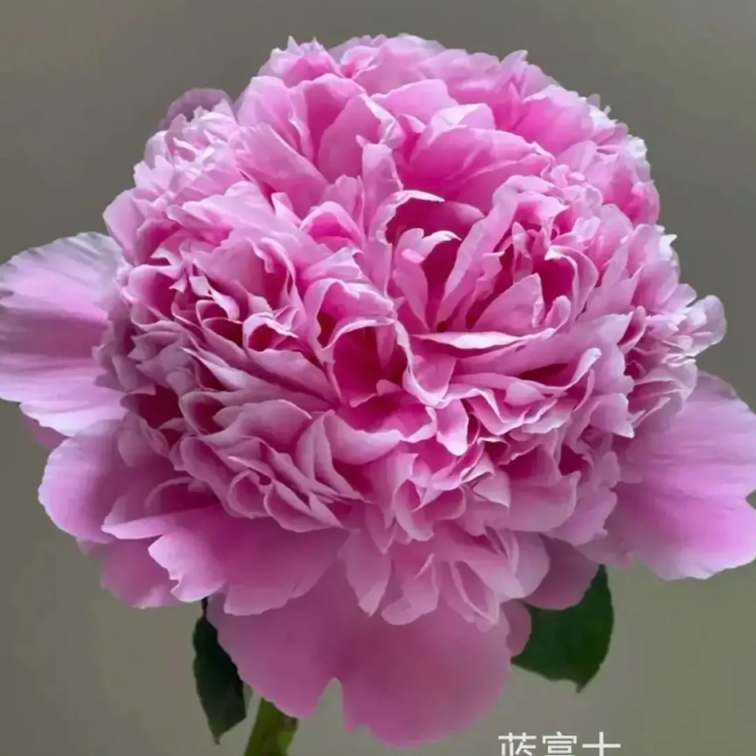 芍药花品种（蓝富士）