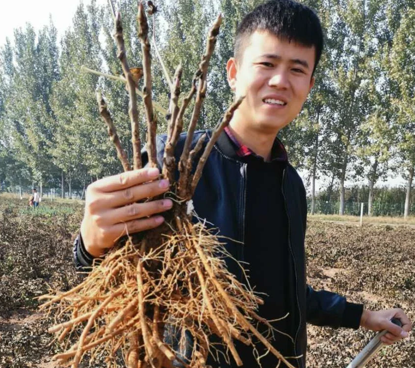 新手福利苗三颗5到8分枝牡丹