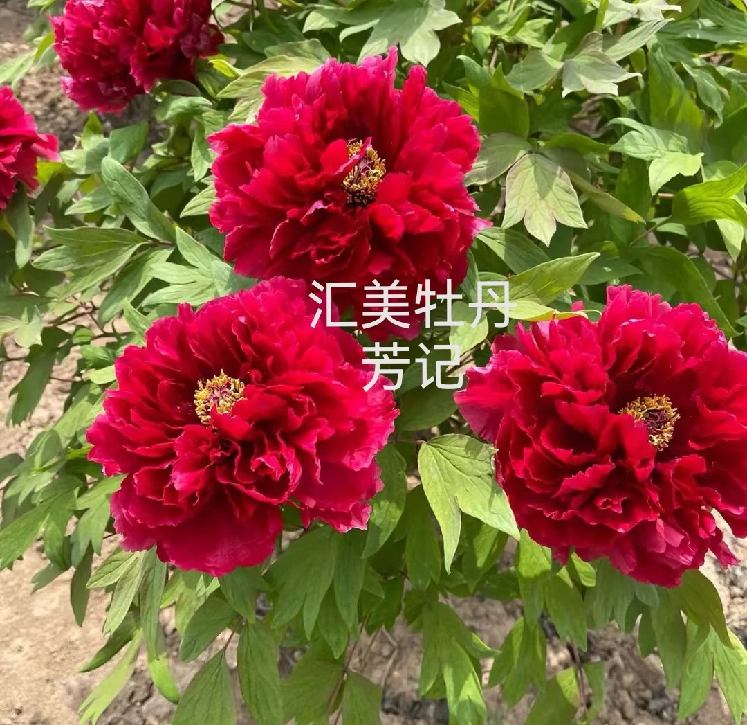 牡丹苗品种(芳纪)