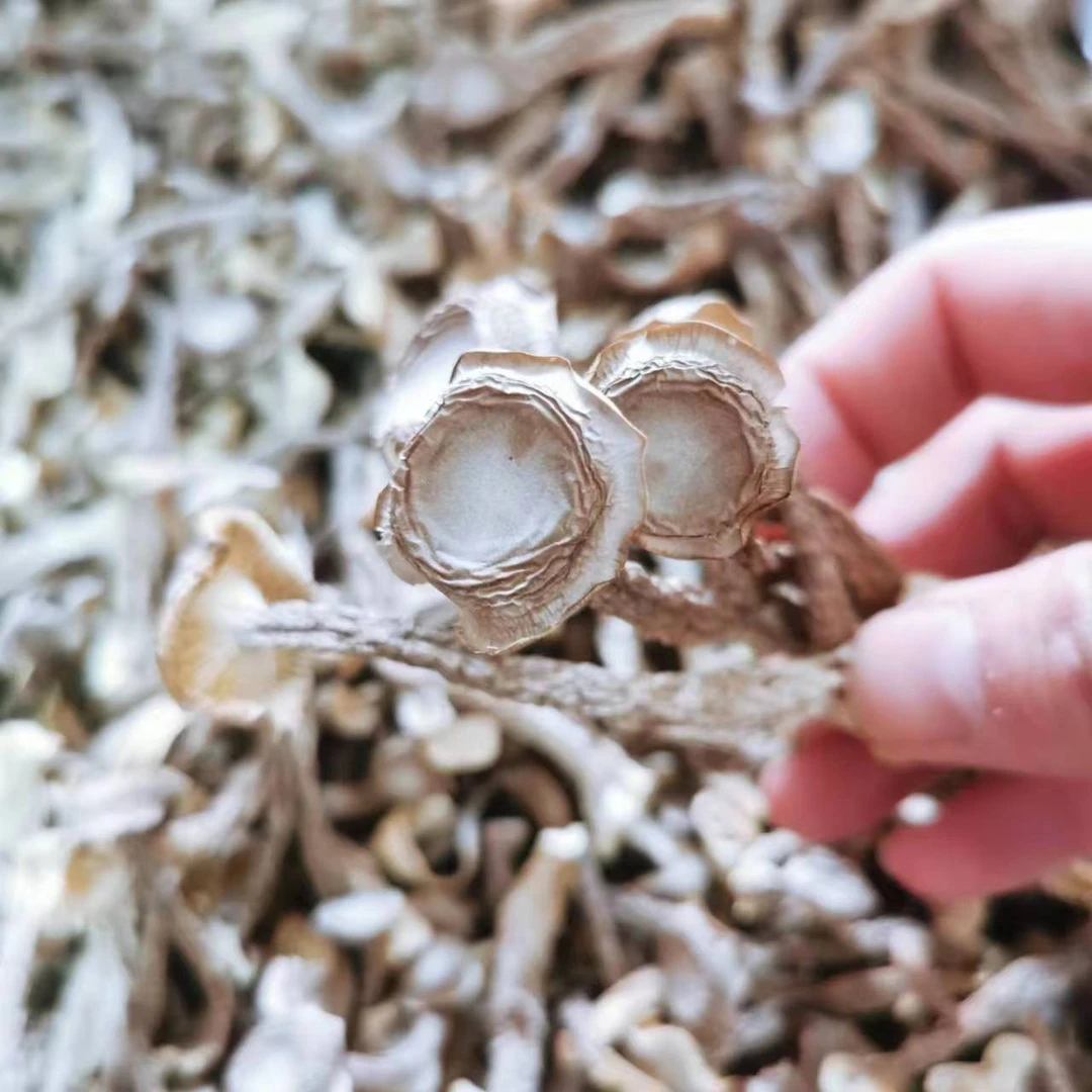 优质鹿茸菇煲汤250克 脆脆菇精选新鲜食用菌包邮