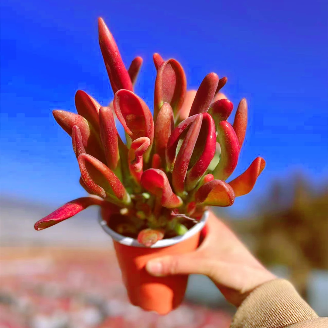 Z火狐狸 精品多肉 新手好养 喜阳耐旱放松疲劳展示上盆