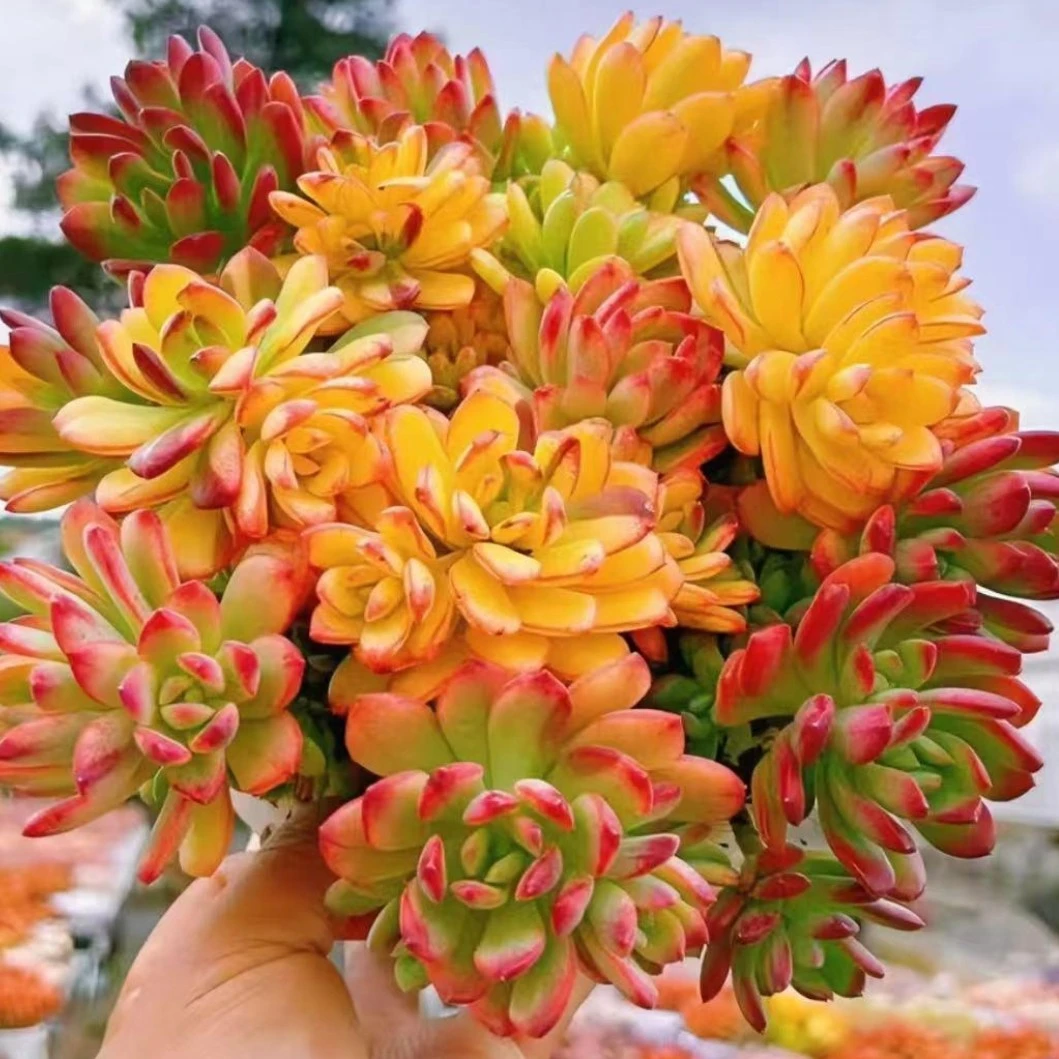 Q【七彩云南】新手好养，不易褪色，喜宝多肉，带盆带土发货