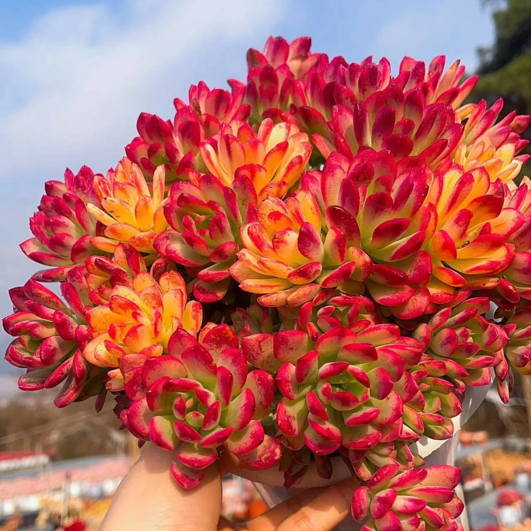 A  七彩云南多肉植物易爆崽耐寒少水喜阳秋季上盆展示新手好养