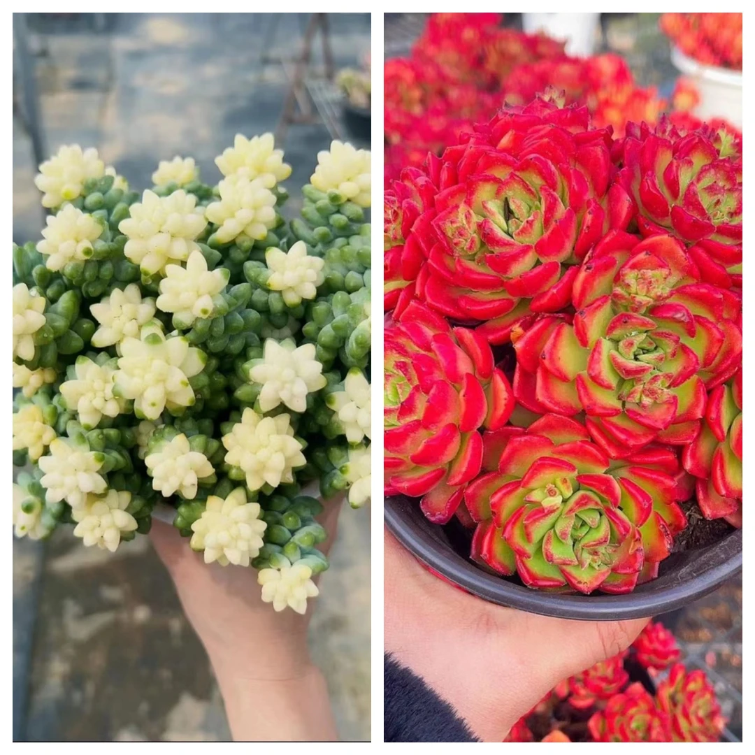 A 雪花玉坠 +鸡血玫瑰 多肉植物易爆崽 耐寒 少水喜阳好养秋季
