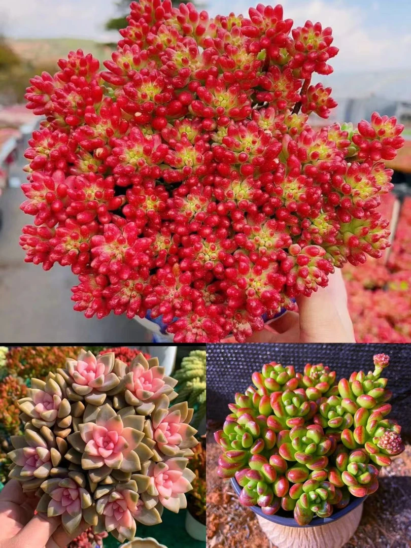 W【大盆红葡萄组合】 喜阳越晒越红，带原盆原土，向阳多肉