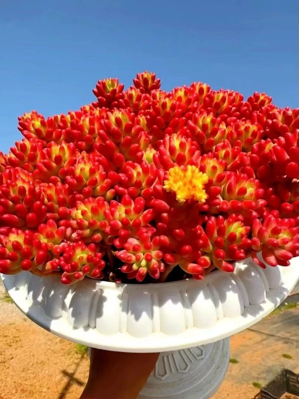 大红葡萄+罗马盆 喜阳耐旱 新手好养 带盆带土发货