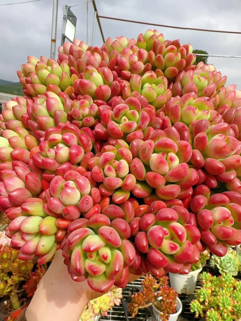 x汤姆猫+草编蓝 喜阳耐旱 新手好养 带盆带土发货