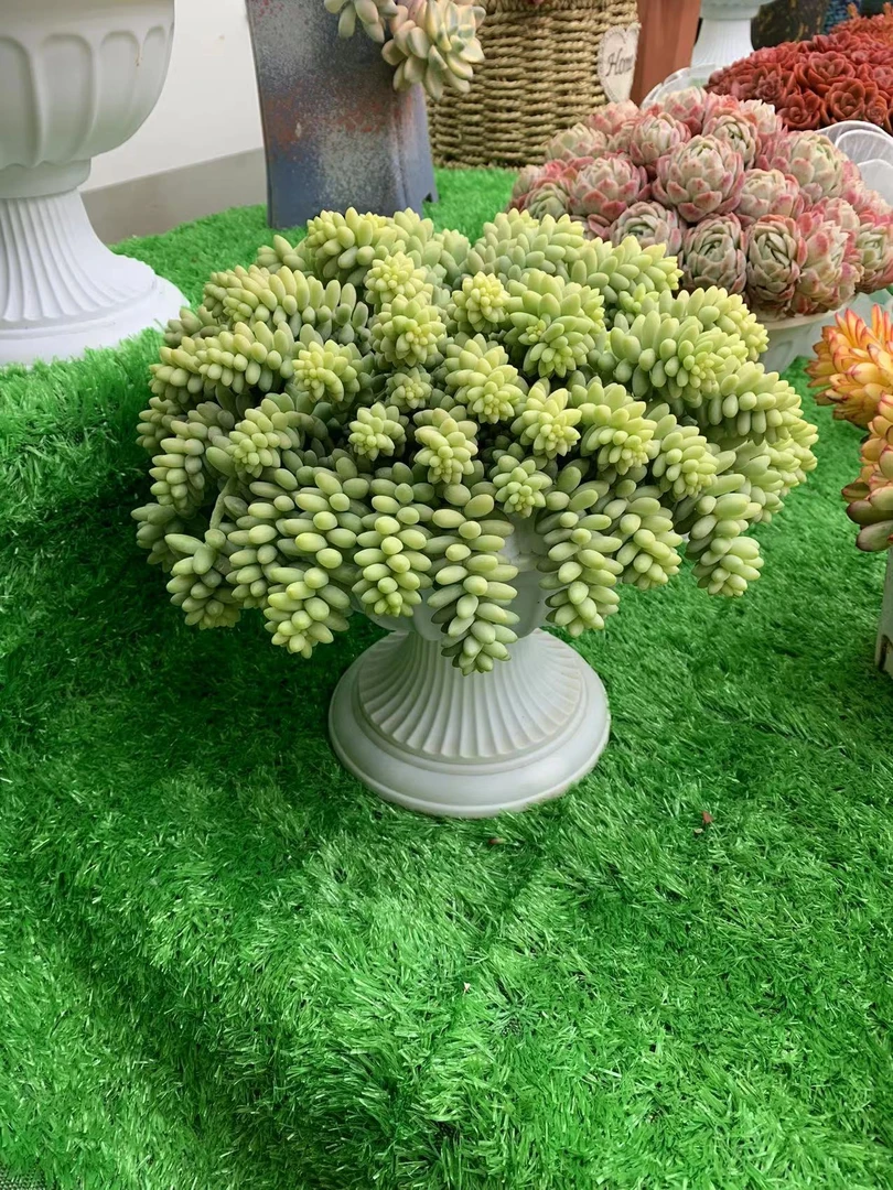 A 彩虹玉坠 多肉植物易爆崽 耐寒 少水喜阳好养秋季春季新手好手