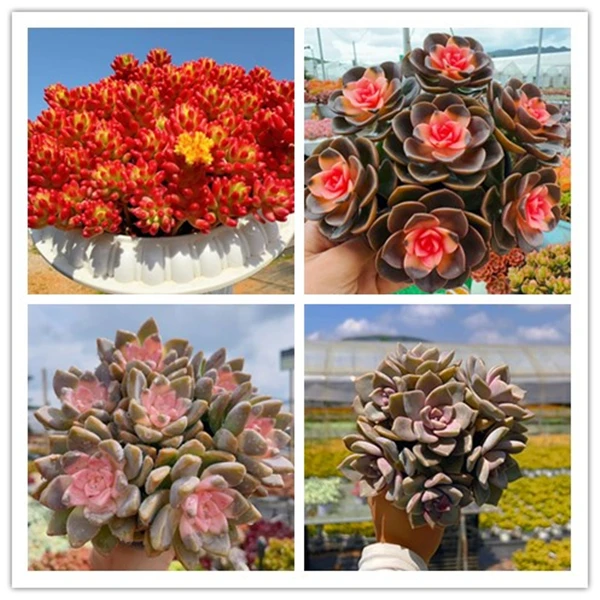 x红葡萄+罗马盆组合② 越晒越红，新手好养 带盆带土发货