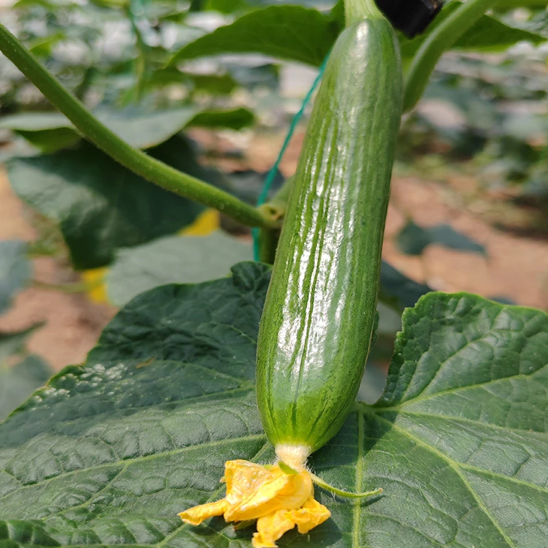 青蛙与瓢虫纯净菜 蔬菜满园大组合单次