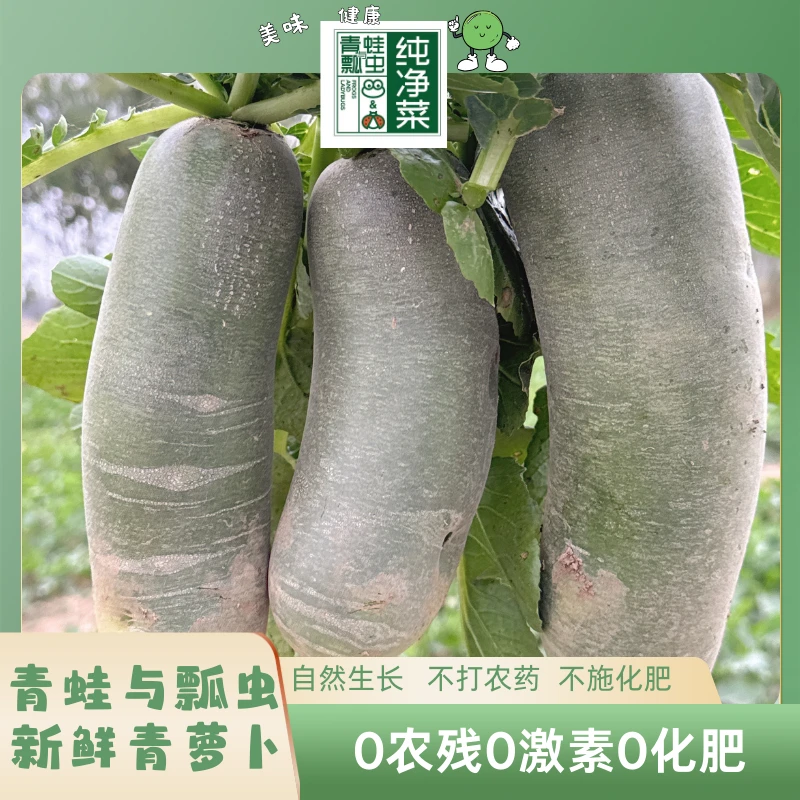 青蛙与瓢虫纯净菜　山东水果萝卜