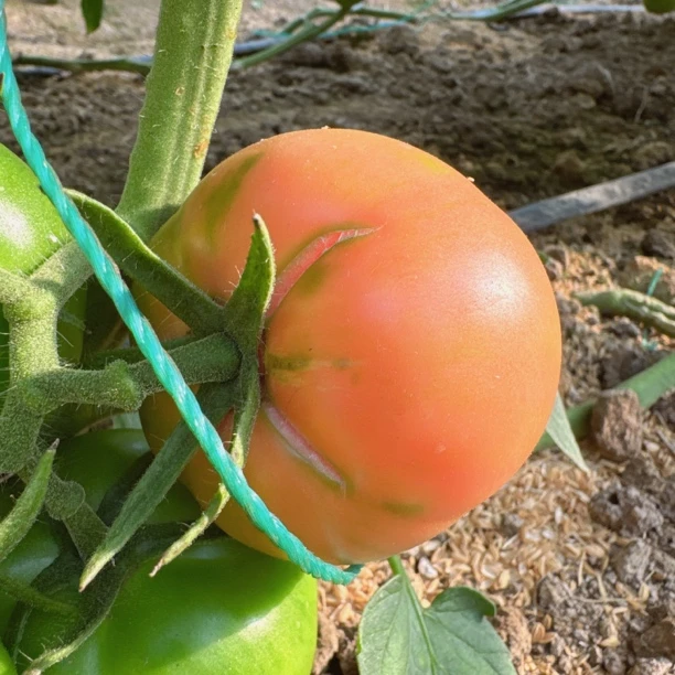草莓西红柿  又甜又糯