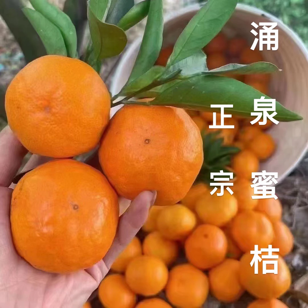 临海涌泉蜜桔桔子早熟蜜桔当季新鲜正宗无核橘子5/10斤